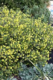 Image result for Gnidia