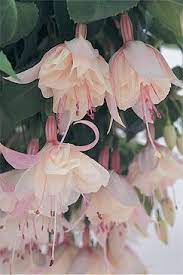 Focus On Fuchsias Happy Wedding Day Beautiful Flowers Amazing Flowers Pretty Flowers