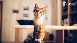 kedi odul mamasi nedir kediler nasil odullendirilir kedi blog
