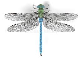Check spelling or type a new query. Realistic Dragonfly Stock Illustrations 1 028 Realistic Dragonfly Stock Illustrations Vectors Clipart Dreamstime