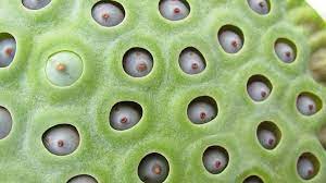 Check spelling or type a new query. What Is Trypophobia And What Causes Fear Of Bubbles And Tiny Holes Wired Uk