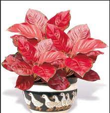 Check spelling or type a new query. Jenis Tanaman Hias Daun Populer Dikalangan Masyarakat Bennisobekti Com