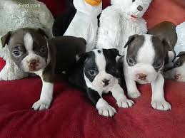 Boston Terrier Puppy For Boston Terrier Puppies For Sale Facebook