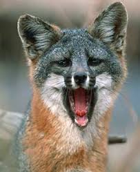 (look for the rare santa catalina island fox and the resident bison, who have lived here since a movie shoot in the 1920s). Endangered Wild Foxes Of Santa Catalina Island Are Rebounding L A Unleashed Los Angeles Times