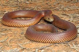 Mulga Or King Brown Snake Pseudechis Australis Mulga Snakes Occur In Most States Of Australia Except For Victoria An Snake Survival Australian Native Animals