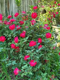 Louisiana's mild climate make it easy to camp all year long. Caroline S Louisiana Garden Finegardening