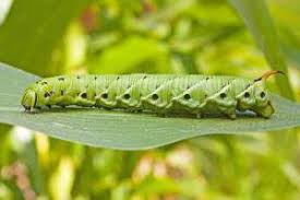 I saw this caterpillar on swamp milkweed (asclepias incarnta). Caterpillar With A Horn On Its Tail Photo As It Is Called