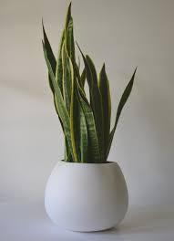 Mother In Law S Tongue Plant Plants House Plants Mother In Law Tongue