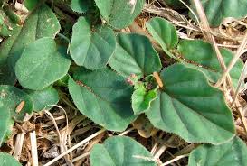 Image result for Boerhavia coccinea