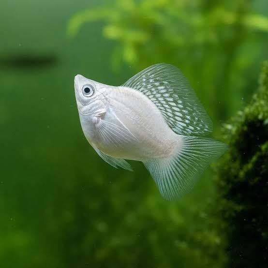 Molly Fish