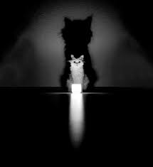 The Mysterious Lives Of Cats Captured In Black White White Cats Cats Animal Photography