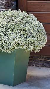 White Knight Sweet Alyssum Lobularia Hybrid Fragrant Plant Plants Alyssum