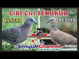 Ciri ciri burung tekukur yang bisa dijadikan pikat atau tidak (untuk pemula). Perbedaan Ciri Ciri Tekukur Jantan Dan Tekukur Betina Youtube