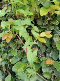 Image result for Rumex sagittatus