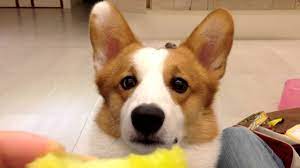 Yes, my or your dog can eat watermelon, watermelon is generally not considered to be poisonous or harmful. Watch Dogs Eating Yellow Watermelons Bungee Is A Corgi Dog Youtube