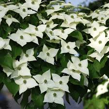 It starts flowering about the same time flowering dogwood quits flowering. Cornus Kousa White Fountain Flowering Dogwood Tree Free Delivery