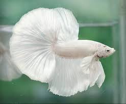 Aquabid Com Halfmoom Betta Auctions Thu Dec 25 15 28 40 2014 Betta Betta Fish Siamese Fighting Fish