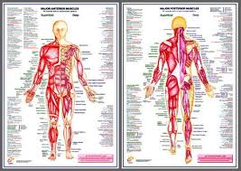 Major Muscles Anatomy Wall Chart Poster Combo 2 Posters