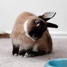 Sometimes the rabbit will nudge your arm or your leg instead, but if she's putting her head down then a massage is in order. Is Your Rabbit Sick 9 Signs The Answer May Be Yes Peta