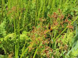 Image result for Cyperus denudatus