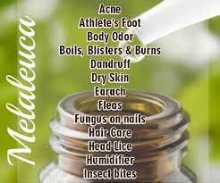 Wednesday Essentials Doterra Melaleuca Oil Uses Tea Tree Oil For Acne Melaleuca Oil Melaleuca Oil Uses