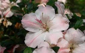 Sir Robert Is A Robin Hill Hybrid Azalea That Produces An Abundance Of Large Frilly White Flowers Striped In Soft Pink Purple And Azalea Shrub Azaleas Plants