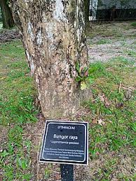 Image result for Lagerstroemia speciosa