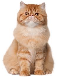 Sitting Cat Png Clip Art Best Web Clipart You can also click related. sitting cat png clip art best web clipart