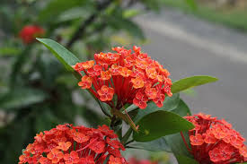 Maybe you would like to learn more about one of these? Ixora Flower Nature Plant Tropical Red India Botany Flowering Plant Vulnerability Pxfuel