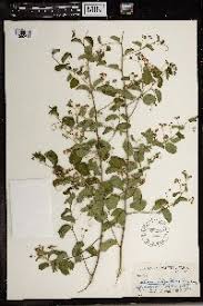 Image result for Gouania tiliifolia