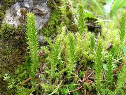Image result for Selaginella chevalieri