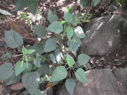 Image result for Acalypha racemosa