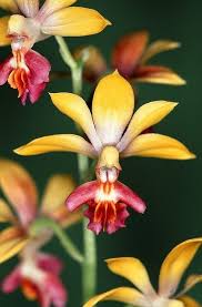 Check spelling or type a new query. Japanese Orchids If These Smell Good These Could Quite Possibly Be My New Favourite Flower D Orchids Orchid Flower Beautiful Orchids