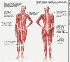 10 Elegant Fibromyalgia Tender Points Chart Images