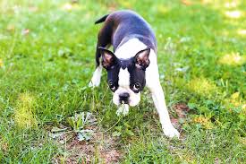Find boston terrier puppies for sale with pictures from reputable boston. Boston Terrier Puppy Sniffing The Plant In The Field Photograph By Cavan Images