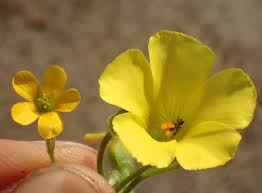 Image result for Oxalis corniculata