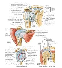 Biceps brachii origin (proximal attachment). Pin On Ot