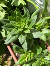 Image result for Tetragonia spicata