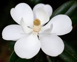 Flowers Along The Gulf Coast Bourgeois Photography