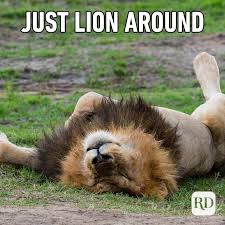 At memesmonkey.com find thousands of memes categorized into clean animal memes just fun stuff, 32 myfitnesspal com. 40 Funny Animal Memes Reader S Digest