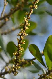 Image result for Myrsine