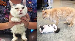 Two Year Old Cat Size Of Two Month Old Kitten Loves Life Despite All Odds Old Cats Cute Cats Cute Animals