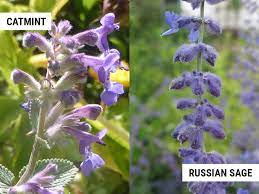 We did not find results for: Catmint Vs Russian Sage What Is The Difference World Of Garden Plants