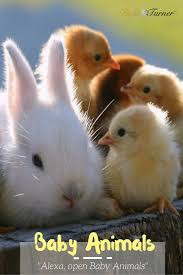 Then tap on enable to use button to activate the skill. Baby Animals Www Theteelieblog Com Bring The Pub Quiz Home Did You Know Alexa Can Play Trivia Games Ta Baby Animals Pictures Baby Animals Cute Baby Animals