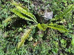 Image result for Cyathea mildbraedii