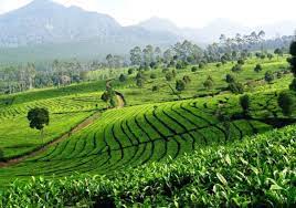 Check spelling or type a new query. Lepaskan Kepenatan Sejenak Di Kebun Teh Sukawarna Cerita Wisata