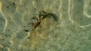 But this guy clearly got way to attached to this octopus like it's ridiculous the analogies he made, like it just seemed all too much and a but cringy tbh. My Octopus Teacher Hugging The Gopro Youtube