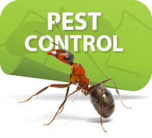 Our pest controllers practice the latest in the handling of poisons, insecticides, traps and fumigation techniques. Boerne Pest Control Home Facebook