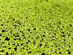 Image result for Azolla