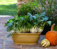 13 Fast Growing Vegetables For Containers Growing Vegetables Growing Vegetables In Containers Container Gardening Vegetables
